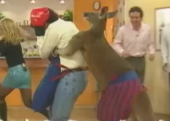Rafael Araneda enfrentándose a un canguro